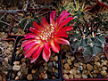 Acanthocalycium ferrari (?munitum?) VG-1029