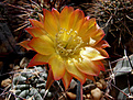 Acanthocalycium aurantiacum WR 148