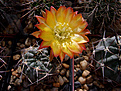 Acanthocalycium aurantiacum WR 148