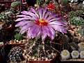 Thelocactus bicolor, цветок до 10 см