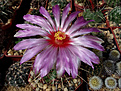 Thelocactus bicolor, цветок до 10 см