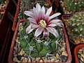 Gymnocalycium bicolor VG 063