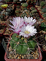 Gymnocalycium eurypleurum FR1178