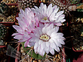 Gymnocalycium eurypleurum FR1178