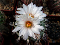 Turbinicarpus gielsdorfianus