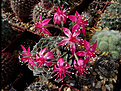 Graptopetalum bellum