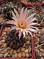 Neochilenia taltalensis