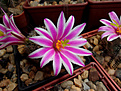 Mammillaria blossfeldiana SB1854