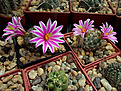 Mammillaria blossfeldiana SB1854