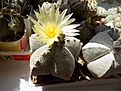 Astrophytum miriostigma cv Onzuka