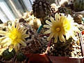 Copiapoa echinoides