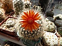 Parodia nivosa