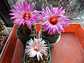 Thelocactus