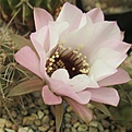 Lobivia jajoana 'Anemone'