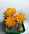 rebutia krainziana