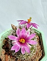 mammillaria boolii