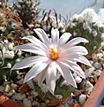 turbinicarpus lophophoroides