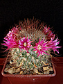 Mammillaria rekoi ssp. leptacantha