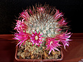 Mammillaria rekoi ssp. leptacantha