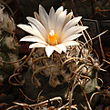 Turbinicarpus macrochele   MZ  700