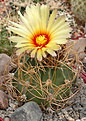 Astrophytum senilis v. aureum