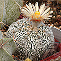 Astrophytum asterium cv Super Kabutto