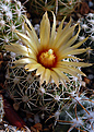 Coryphantha sulcata