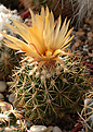 Coryphantha sр.