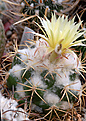 Coryphantha elephantidens ssp. bumamma.