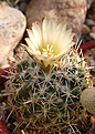 Coryphantha hintoniorum