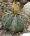 Astrophytum ornatum.