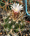 Thelocactus tulensis ssp. longispinus.