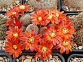 Aylostera heliosa v theresae KK-1925