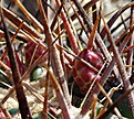 Ferocactus fordii SB1244