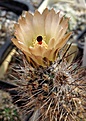 Austrocactus coxii  DJF351