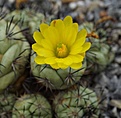 Ortegocactus	macdougallii