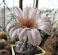 Gymnocalycium sp. VG711