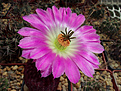 Echinocereus rigidissimus subsp. rubrispinus, первое цветение