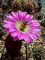 Echinocereus rigidissimus subsp. rubrispinus, первое цветение