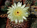 Notocactus schlosseri, голландец, первое цветение