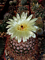 Notocactus schlosseri, голландец, первое цветение