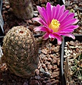 Echinocereus	adustus