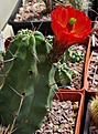 Echinocereus coccineus v.paucispinus / Manzano Mnts, NM