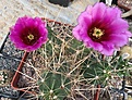 Echinocereus	enneacanthus