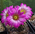 Echinocereus	metornii