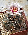 Gymnocalycium cardenasianum