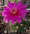 Gymnocalycium denudatum	"Jan Suba"