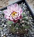 Gymnocalycium ferrari VG193