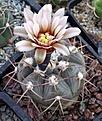 Gymnocalycium glaucum VS48