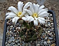 Gymnocalycium mucidum P36